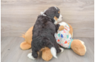 Sweet Mini Bernedoodle Baby