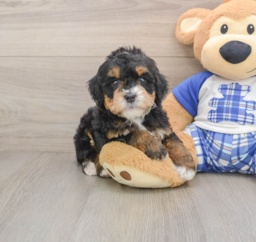 6 week old Mini Bernedoodle Puppy For Sale - Premier Pups