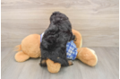 Mini Bernedoodle Pup Being Cute