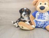 7 week old Mini Bernedoodle Puppy For Sale - Premier Pups