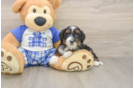 Cute Mini Bernedoodle Baby