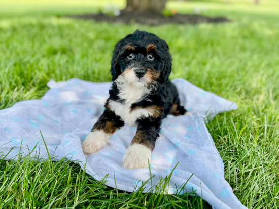 Sweet Mini Bernedoodle Baby