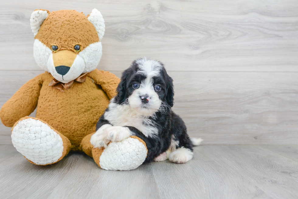 Mini Bernedoodle Pup Being Cute