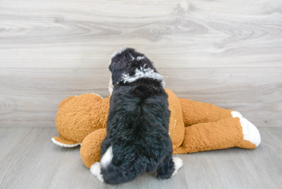 Mini Bernedoodle Pup Being Cute
