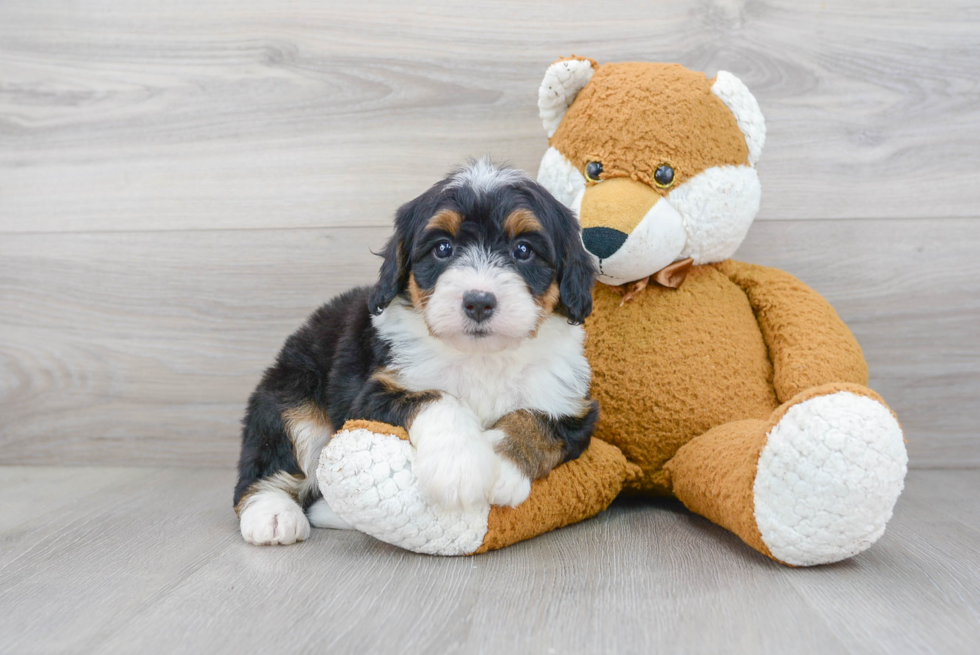 Mini Bernedoodle Puppy for Adoption