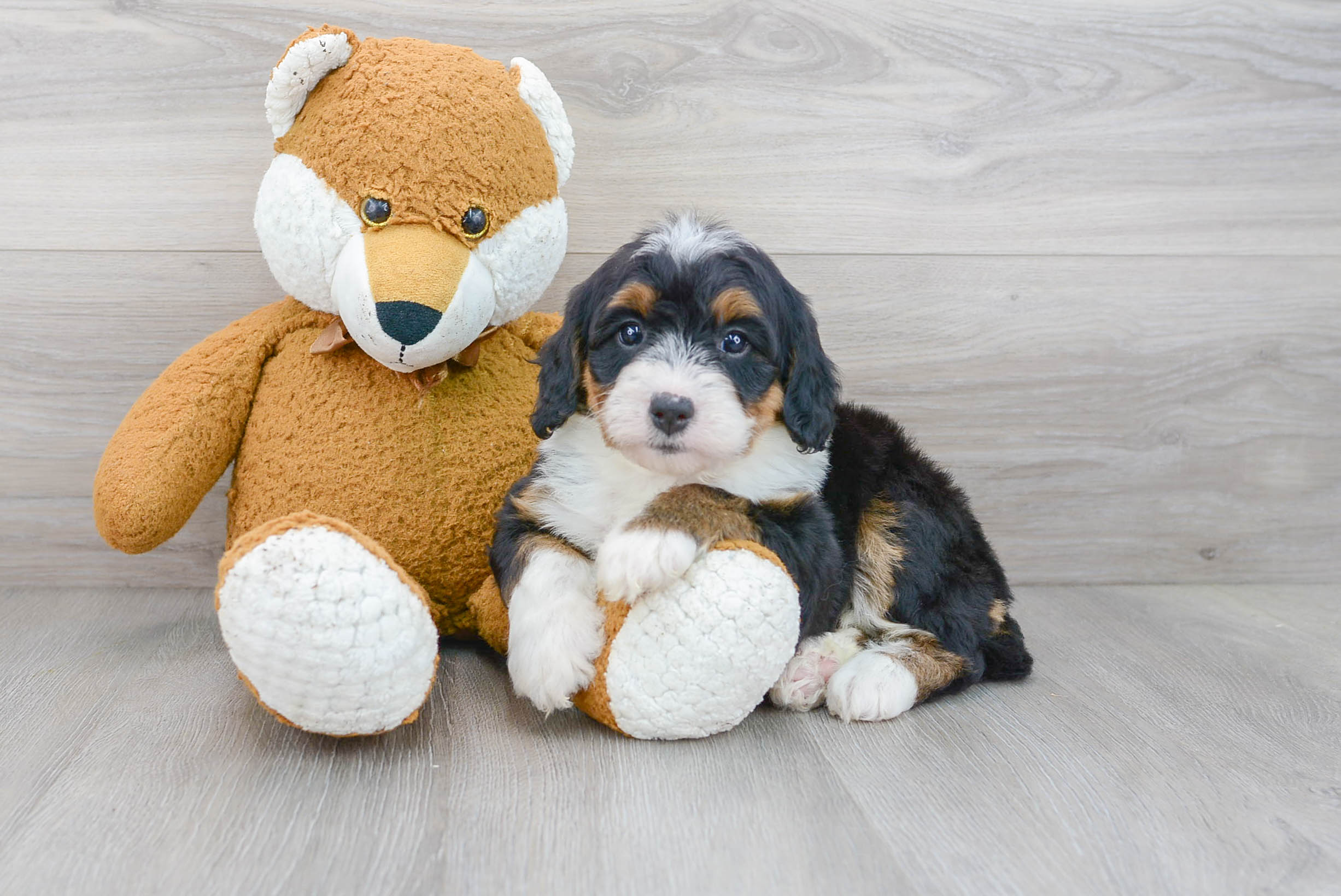 Fluffy Mini Bernedoodle Poodle Mix Pup