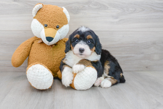 Fluffy Mini Bernedoodle Poodle Mix Pup