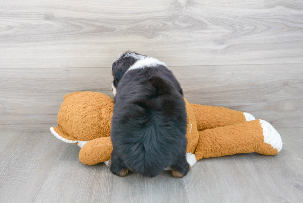 Cute Mini Bernedoodle Baby