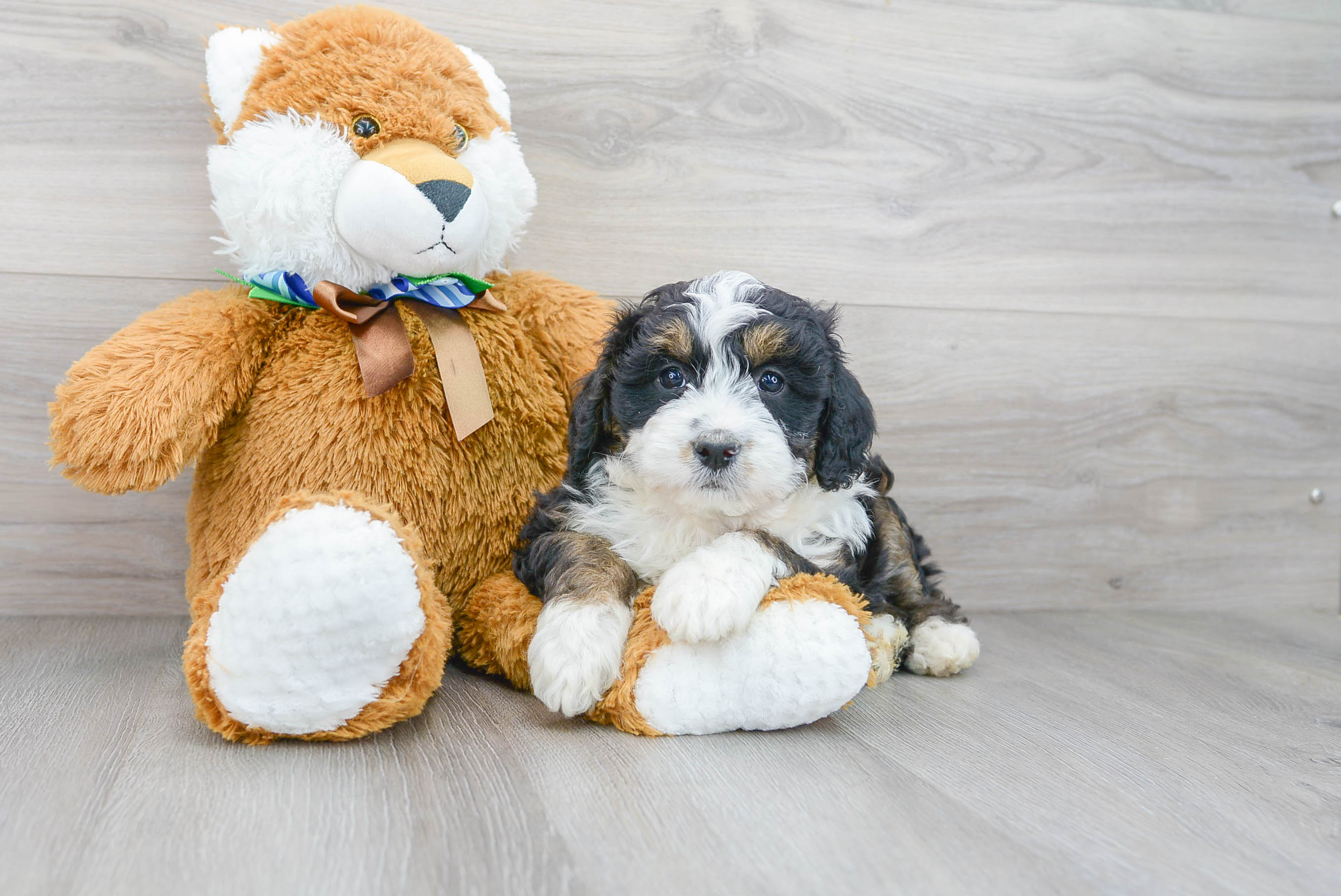 Cute Bernadoodle Poodle Mix Puppy