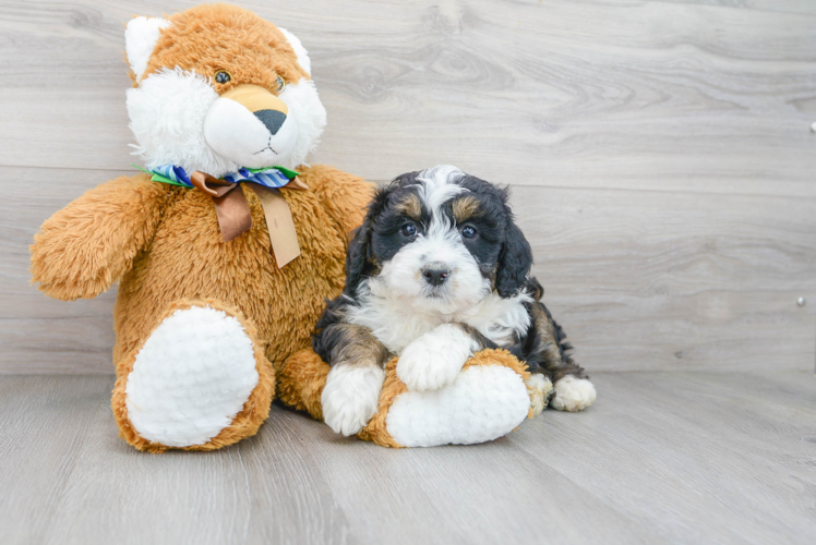 Cute Bernadoodle Poodle Mix Puppy