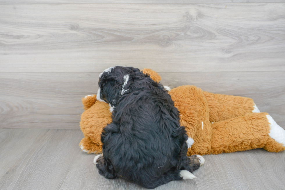 Cute Bernadoodle Poodle Mix Puppy