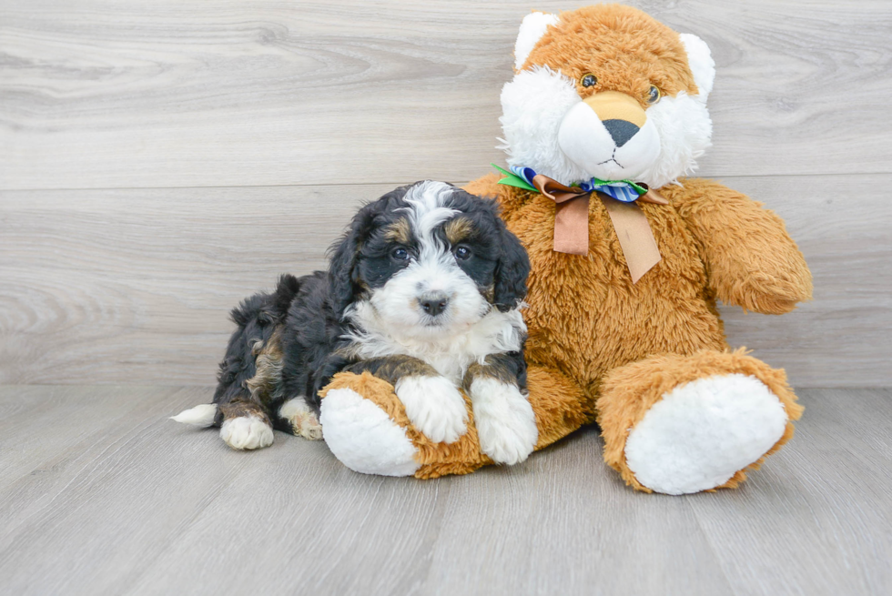 Mini Bernedoodle Puppy for Adoption