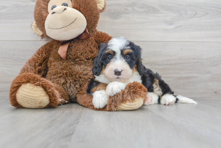 Hypoallergenic Mini Berniedoodle Poodle Mix Puppy