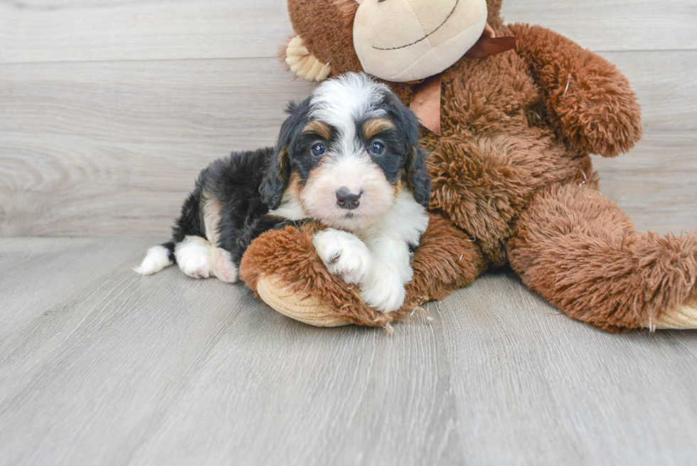 Sweet Mini Bernedoodle Baby