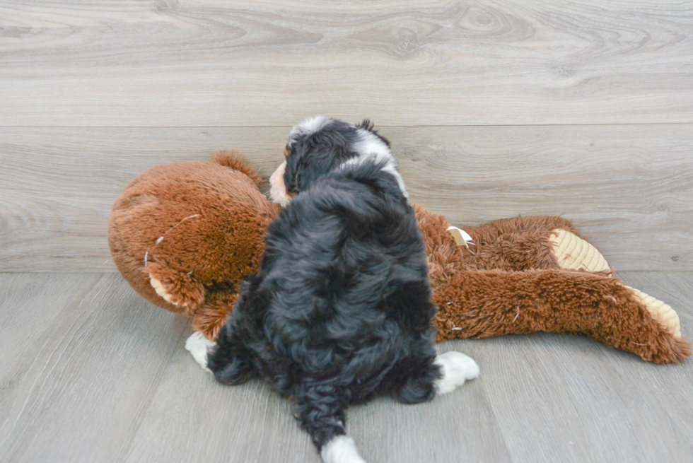 Petite Mini Bernedoodle Poodle Mix Pup