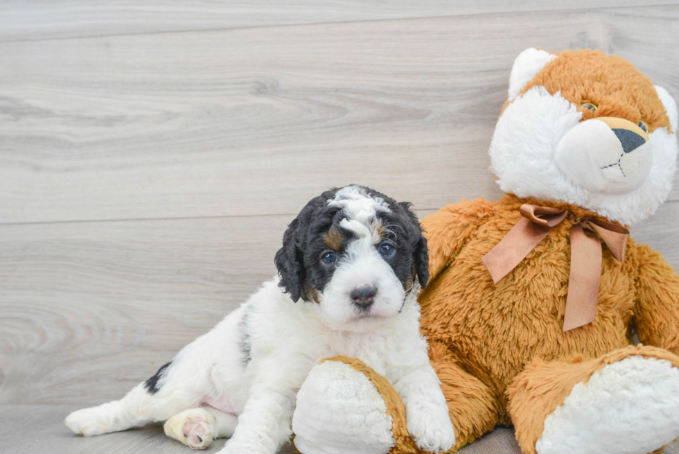 Mini Bernedoodle Puppy for Adoption