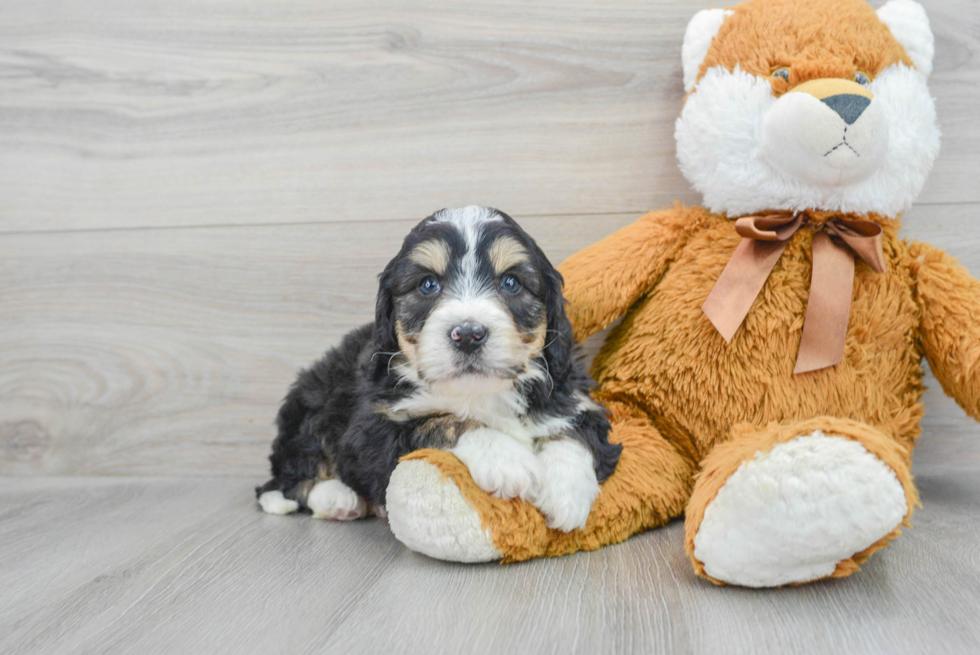 Mini Bernedoodle Pup Being Cute