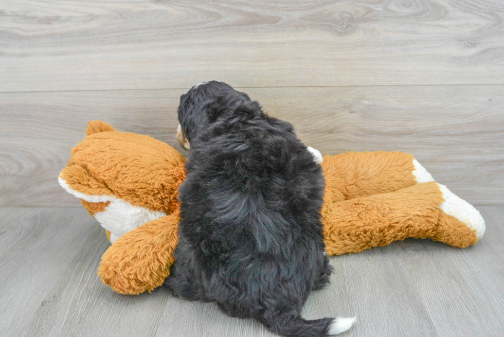 Best Mini Bernedoodle Baby