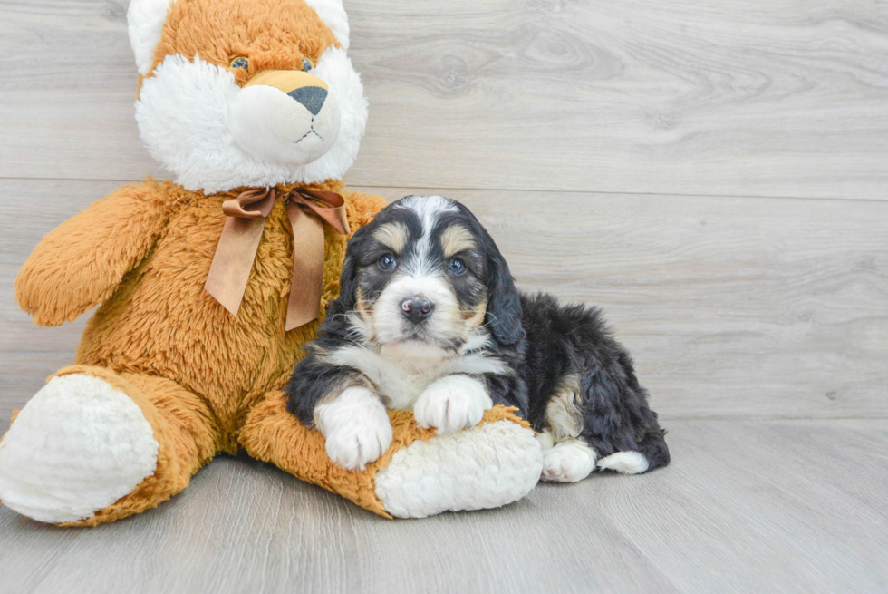 Happy Mini Bernedoodle Baby