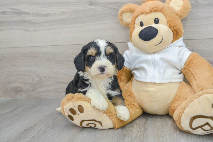 Mini Bernedoodle Pup Being Cute