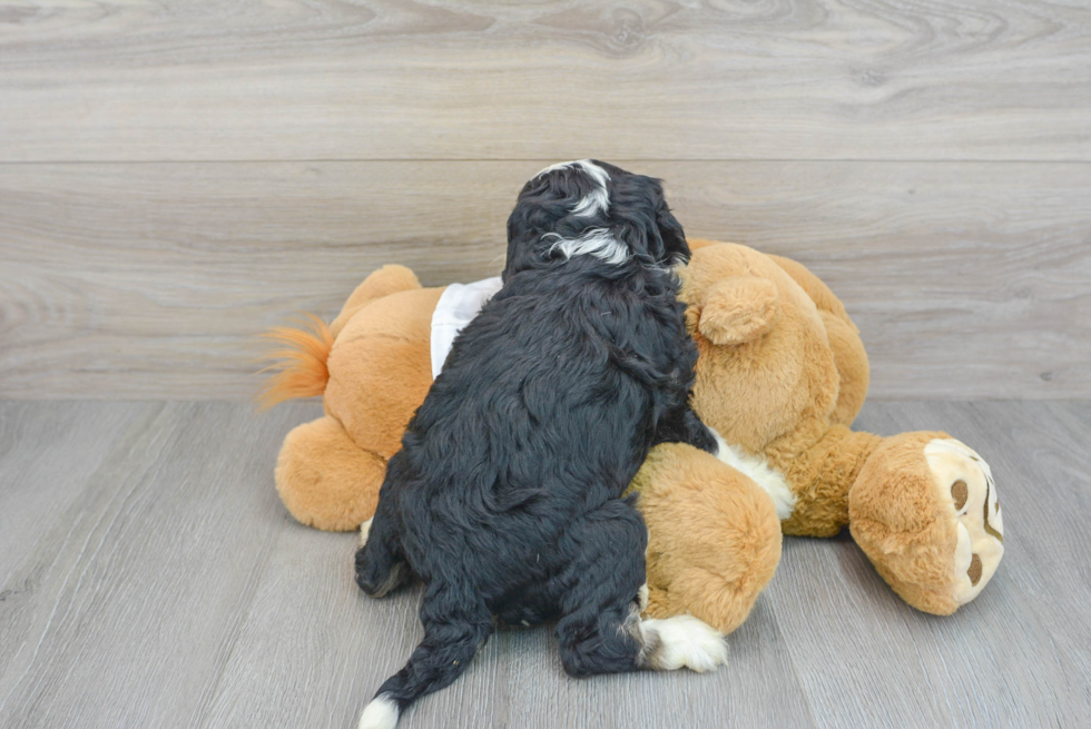 Petite Mini Bernedoodle Poodle Mix Pup