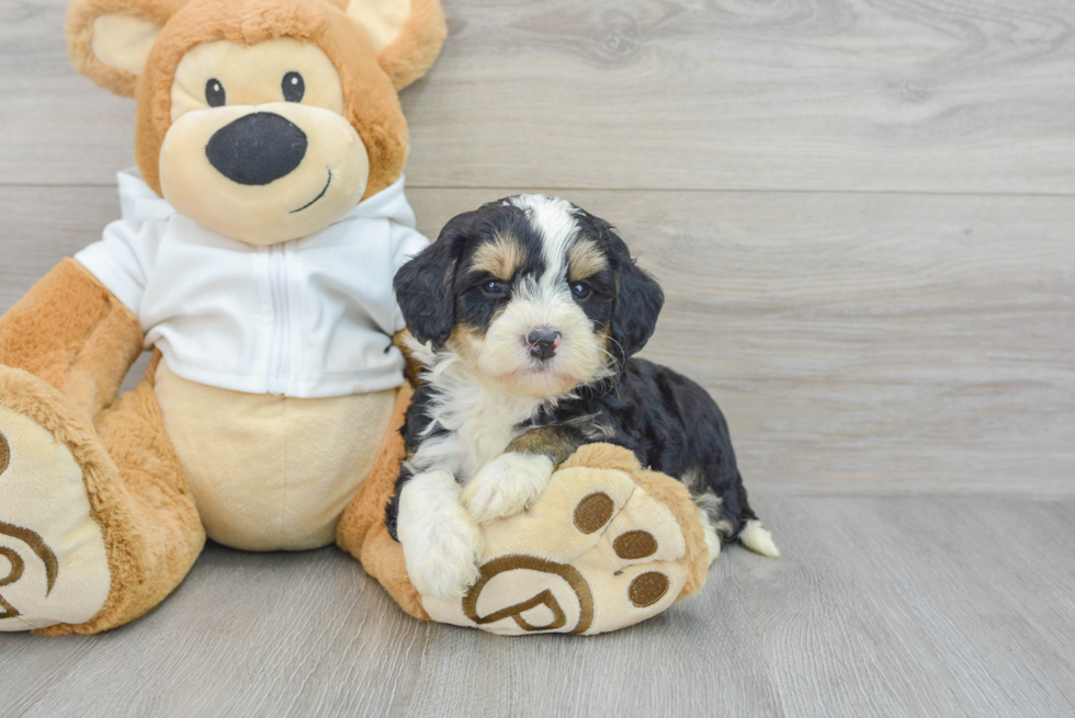 Adorable Mini Berniedoodle Poodle Mix Puppy