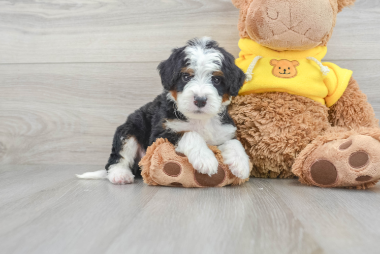 Best Mini Bernedoodle Baby