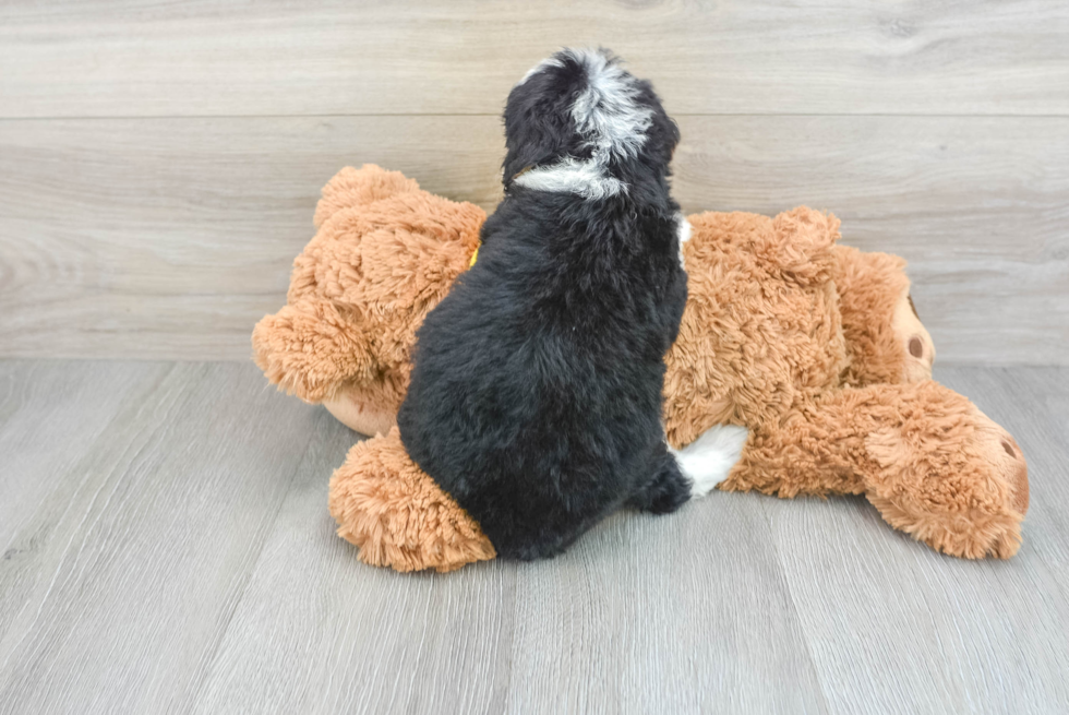 Mini Bernedoodle Puppy for Adoption