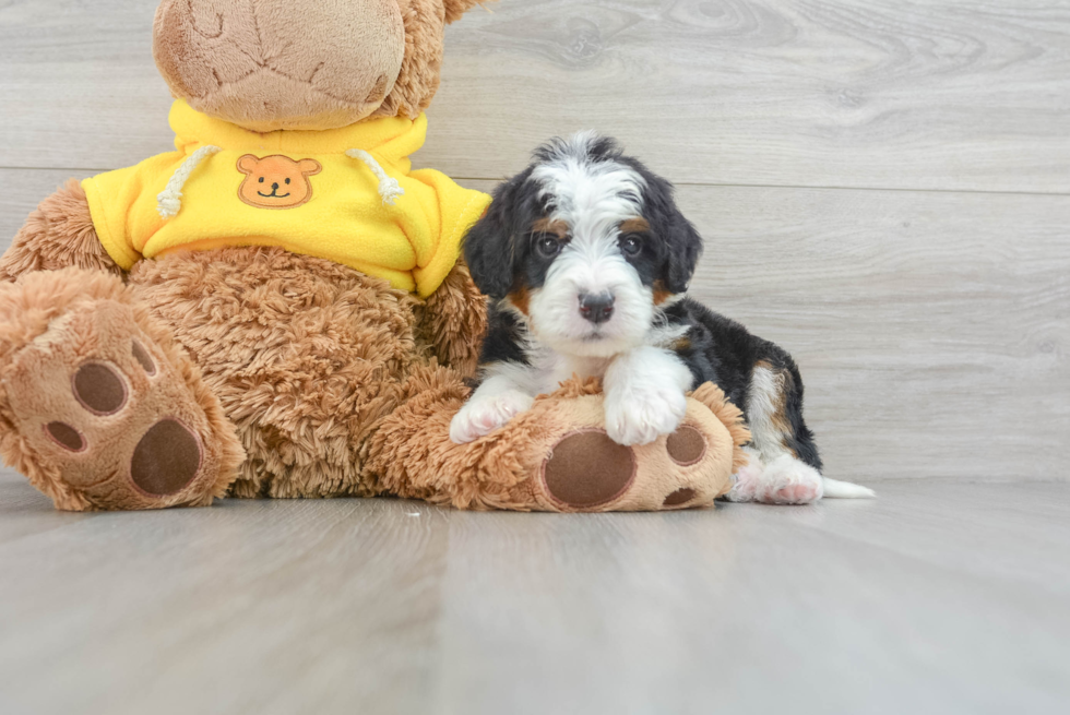 Funny Mini Bernedoodle Poodle Mix Pup