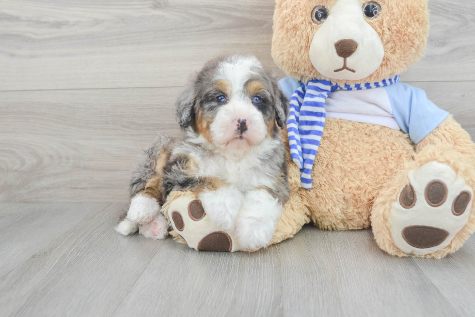 Smart Mini Bernedoodle Poodle Mix Pup