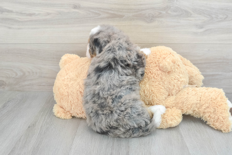 Mini Bernedoodle Pup Being Cute