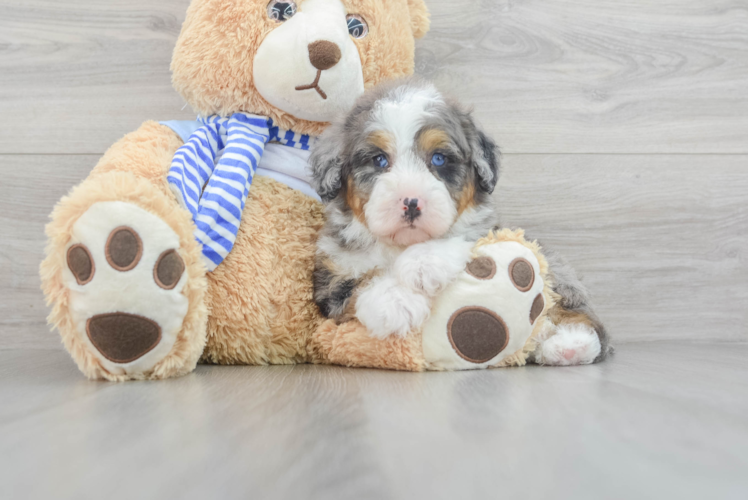 Mini Bernedoodle Pup Being Cute