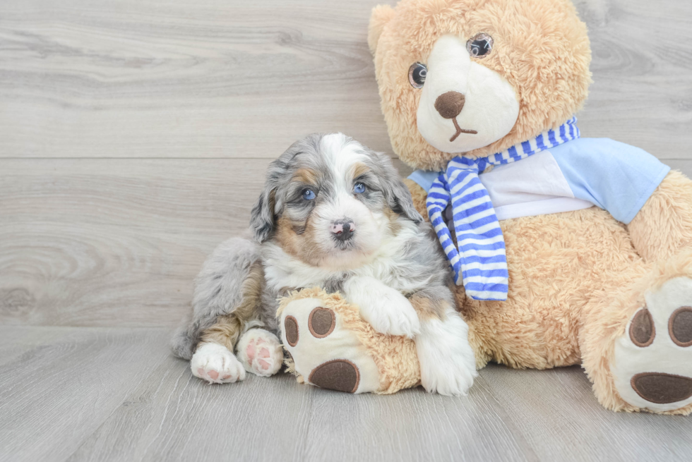 Mini Bernedoodle Puppy for Adoption