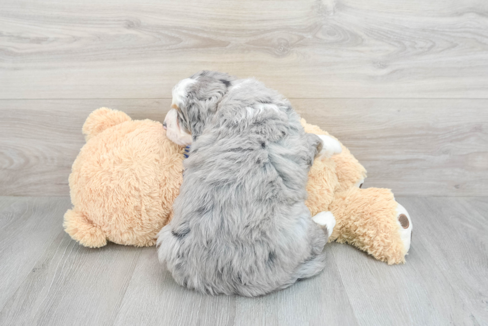 Playful Mini Berniedoodle Poodle Mix Puppy