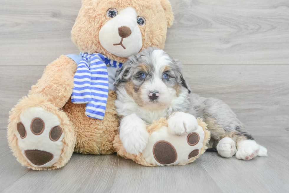 Mini Bernedoodle Puppy for Adoption