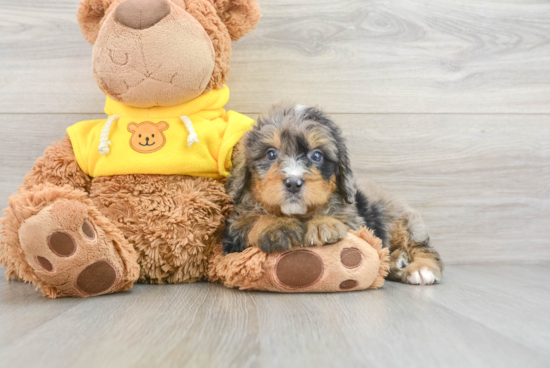 Best Mini Bernedoodle Baby