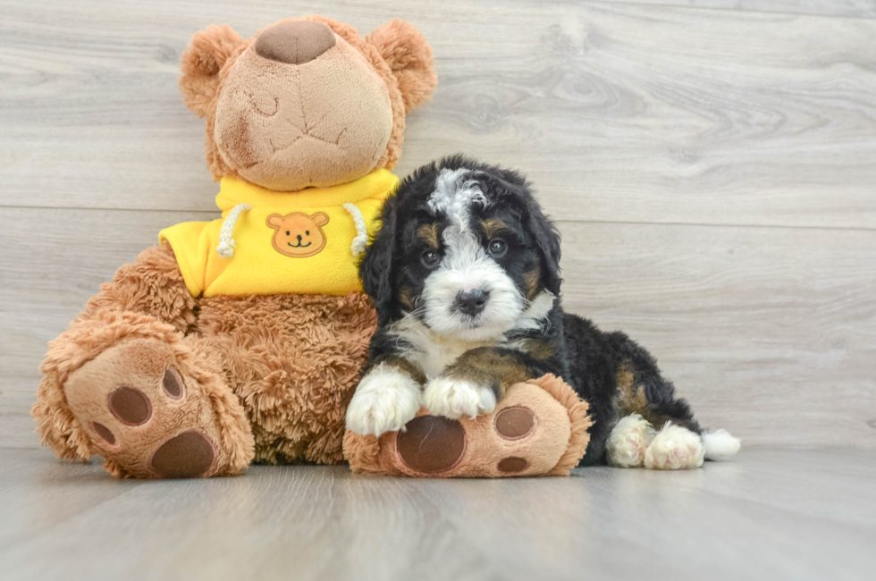 5 week old Mini Bernedoodle Puppy For Sale - Premier Pups