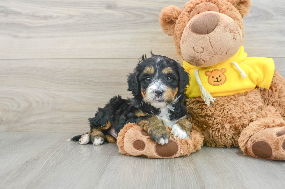 6 week old Mini Bernedoodle Puppy For Sale - Premier Pups