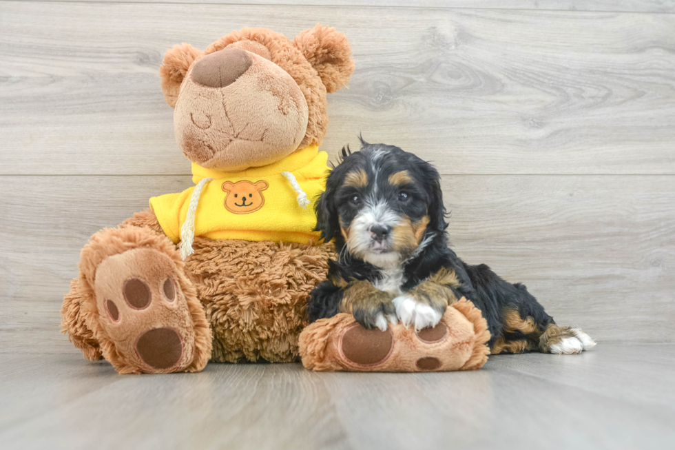 Best Mini Bernedoodle Baby