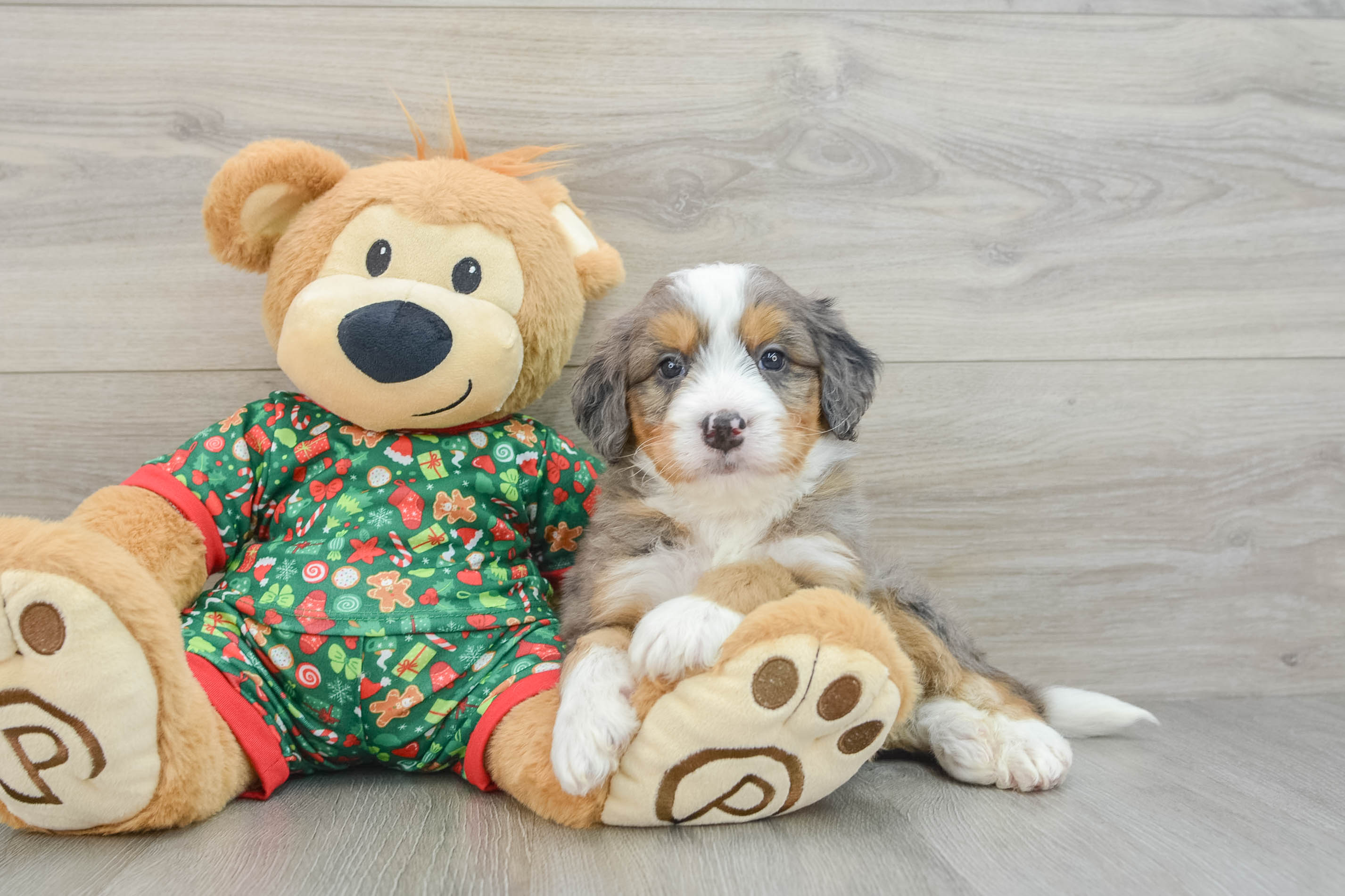 Mini Bernedoodle Puppy for Adoption