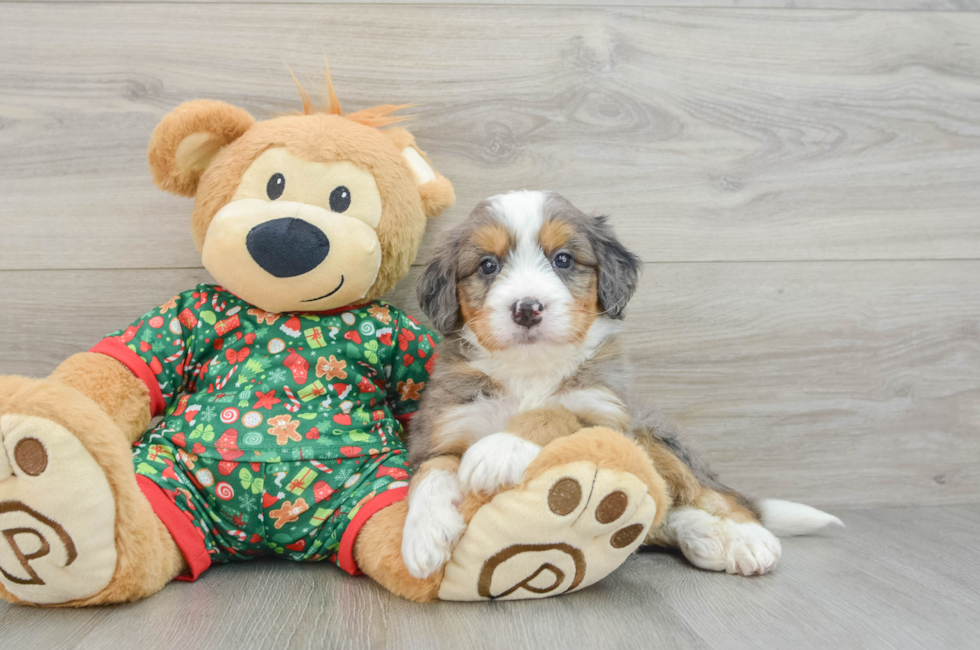 5 week old Mini Bernedoodle Puppy For Sale - Premier Pups