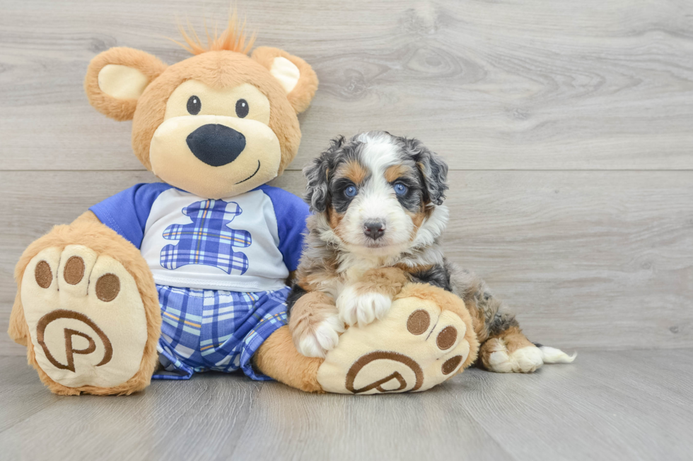 Friendly Mini Bernedoodle Baby