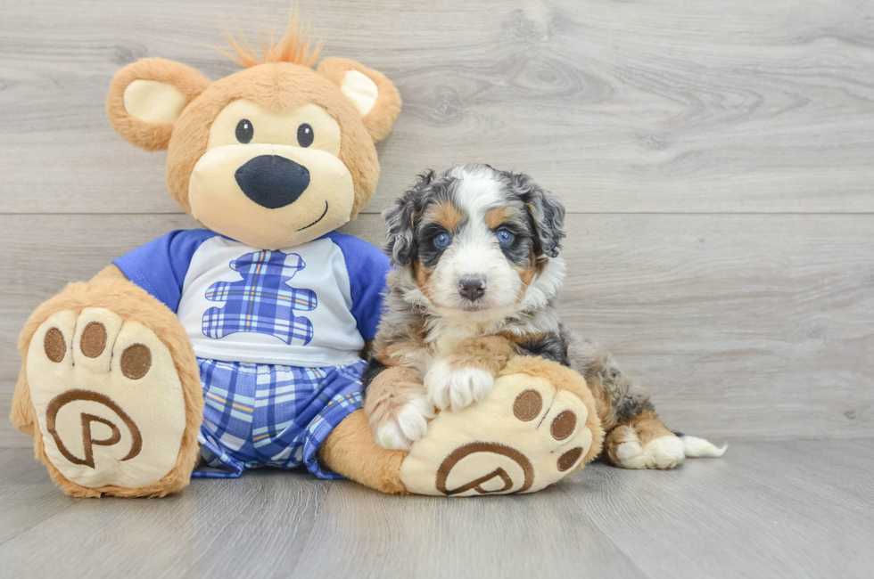 5 week old Mini Bernedoodle Puppy For Sale - Premier Pups