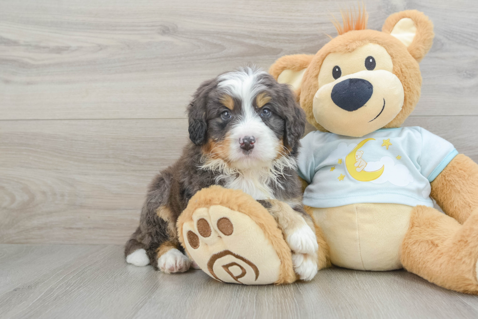 Playful Mini Bernese Poodle Poodle Mix Puppy