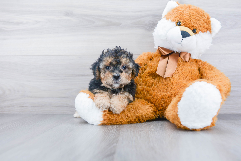 Best Mini Bernedoodle Baby