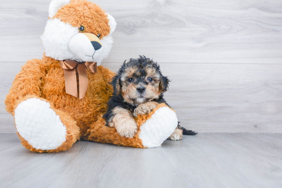 Best Mini Bernedoodle Baby