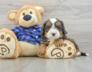 7 week old Mini Bernedoodle Puppy For Sale - Premier Pups