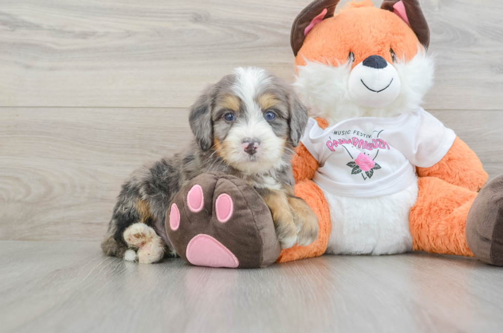 5 week old Mini Bernedoodle Puppy For Sale - Premier Pups