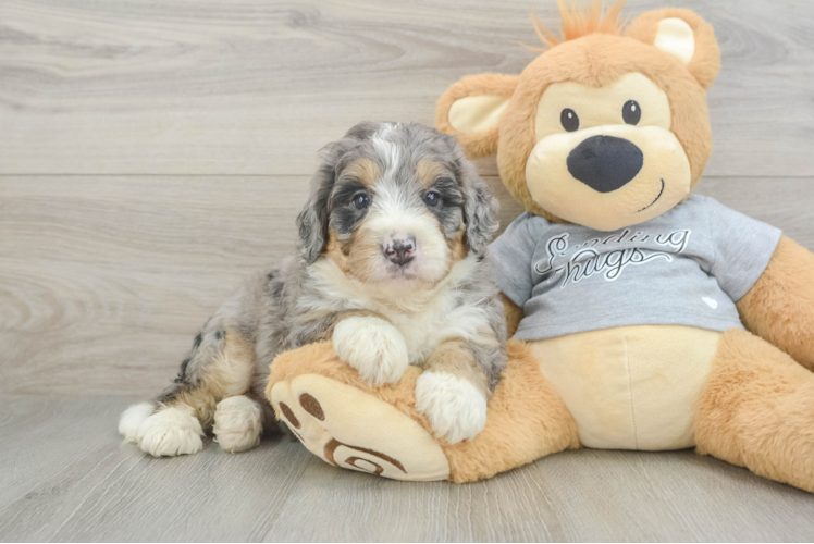 Mini Bernedoodle Puppy for Adoption