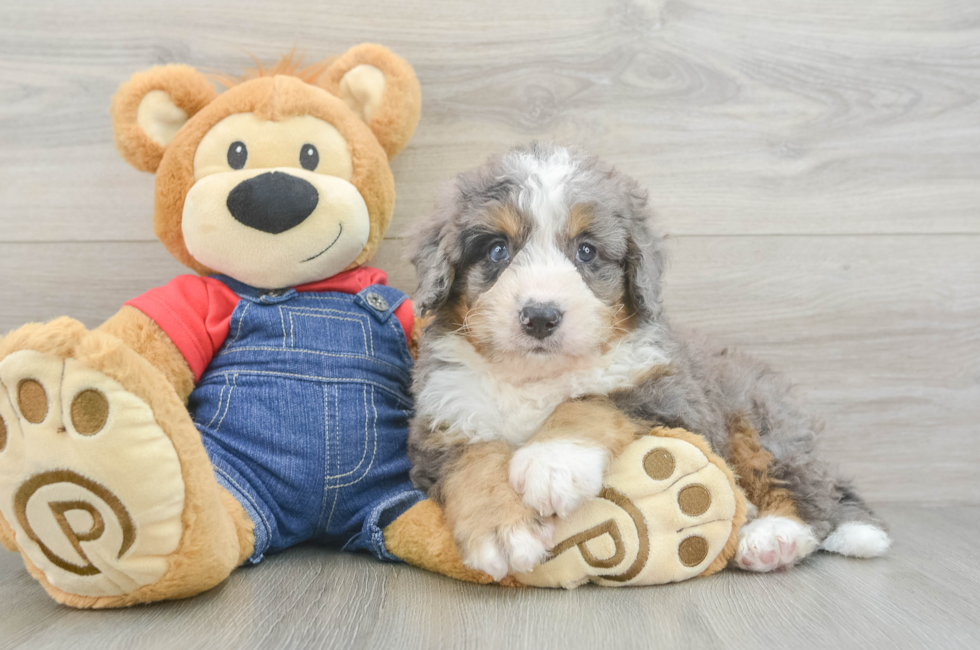 6 week old Mini Bernedoodle Puppy For Sale - Premier Pups